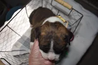 HUNTER, a male Boxer for sale in Neosho, MO – Photo 6 of 8