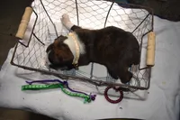 HUNTER, a male Boxer for sale in Neosho, MO – Photo 7 of 8