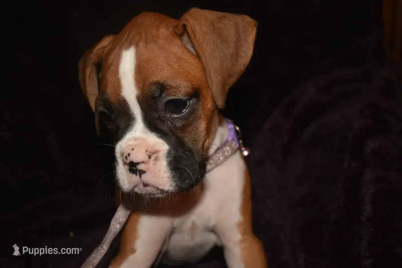 BISCUIT  – Boxer puppy for sale in Neosho, MO