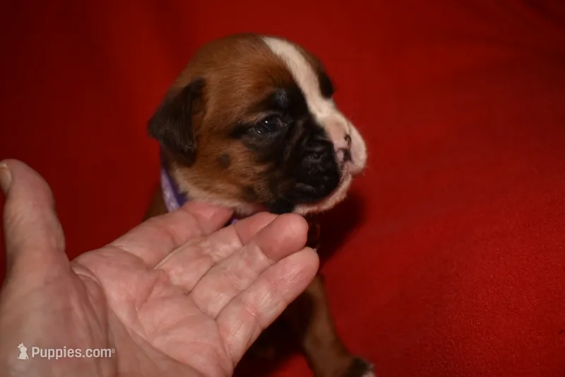 FIDLEY – Boxer puppy for sale in Neosho, MO