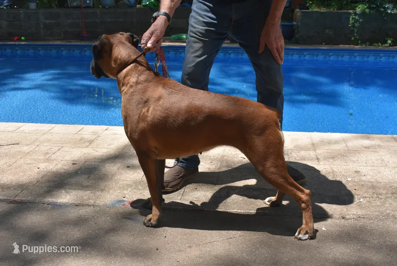 DOTTIE – Boxer puppy for sale in Neosho, MO