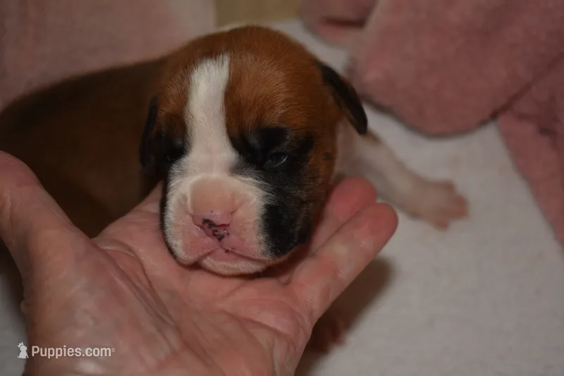 SAGE – Boxer puppy for sale in Neosho, MO