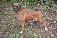 DOTTIE, a female Boxer for sale in Neosho, MO – 2 of 6