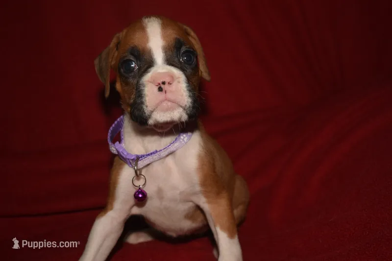 BISCUIT  – Boxer puppy for sale in Neosho, MO