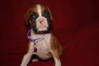 BISCUIT , a female Boxer for sale in Neosho, MO – 1 of 6