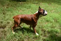 CINNAMON, a female Boxer for sale in Neosho, MO – 4 of 5