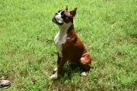 ROSE BUD , a female Boxer for sale in Neosho, MO – 4 of 5