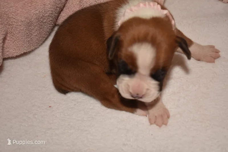 SAGE – Boxer puppy for sale in Neosho, MO