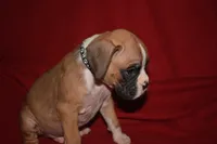 BISCUIT , a female Boxer for sale in Neosho, MO – 2 of 6