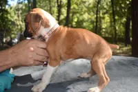 LADY BUG, a female Boxer for sale in Neosho, MO – 6 of 10