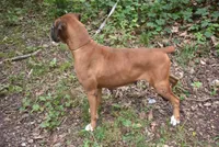DOTTIE, a female Boxer for sale in Neosho, MO – 3 of 6