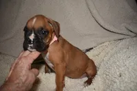 IZZIE, a female Boxer for sale in Neosho, MO – 4 of 5