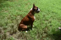 NIGEL , a male Boxer for sale in Neosho, MO – 5 of 5