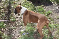 BISCUIT , a female Boxer for sale in Neosho, MO – 5 of 6