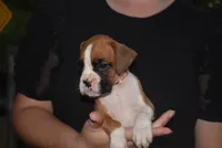 SAGE, a female Boxer for sale in Neosho, MO – 2 of 10