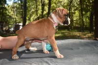 LADY BUG, a female Boxer for sale in Neosho, MO – 5 of 10