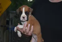 LADY BUG, a female Boxer for sale in Neosho, MO – 3 of 10