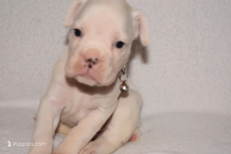 ROSE BUD  – Boxer puppy for sale in Neosho, MO