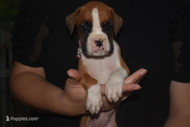SAGE – Boxer puppy for sale in Neosho, MO