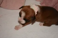 SAGE, a female Boxer for sale in Neosho, MO – 3 of 5