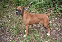 DOTTIE, a female Boxer for sale in Neosho, MO – 1 of 6