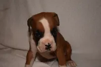 SAGE, a female Boxer for sale in Neosho, MO – 5 of 10