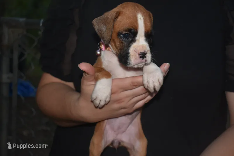 LADY BUG – Boxer puppy for sale in Neosho, MO