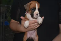 LADY BUG, a female Boxer for sale in Neosho, MO – 1 of 10