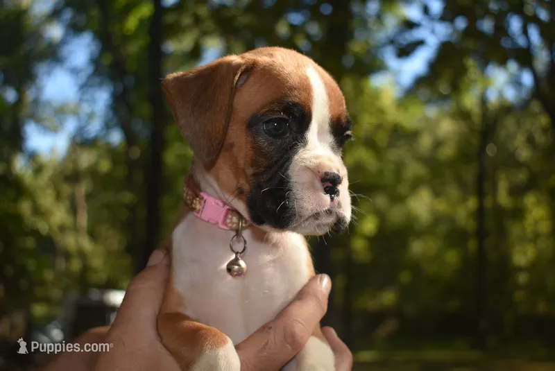 LADY BUG – Boxer puppy for sale in Neosho, MO