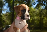 LADY BUG, a female Boxer for sale in Neosho, MO – 2 of 10
