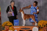 NANNY LULU, a female Boxer for sale in Neosho, MO – 4 of 4