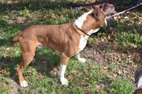 BASIL, a female Boxer for sale in Neosho, MO – 5 of 5