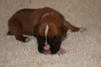 GIGI, a female Boxer for sale in Neosho, MO – Photo 5 of 5