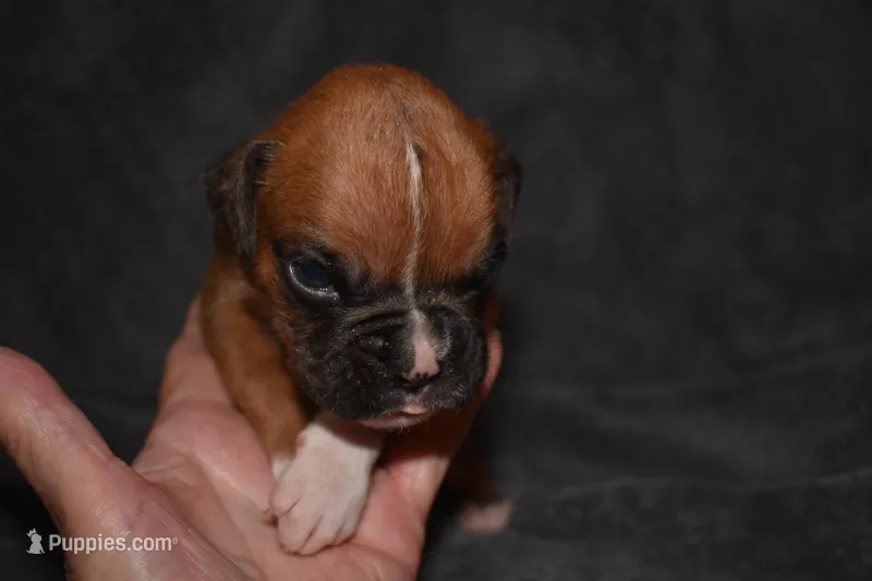 GIGI – Boxer puppy on hold in Neosho, MO