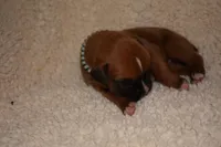 GIGI, a female Boxer for sale in Neosho, MO – Photo 4 of 5