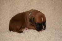 GIGI, a female Boxer for sale in Neosho, MO – Photo 3 of 5