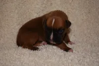 GIGI, a female Boxer for sale in Neosho, MO – Photo 2 of 5