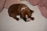 FIDLEY, a male Boxer for sale in Neosho, MO – 2 of 5