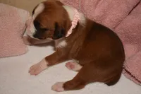 LADY BUG, a female Boxer for sale in Neosho, MO – 3 of 5