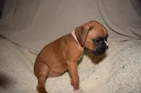 IZZIE, a female Boxer for sale in Neosho, MO – 5 of 5