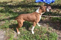 CINNAMON, a female Boxer for sale in Neosho, MO – 5 of 5