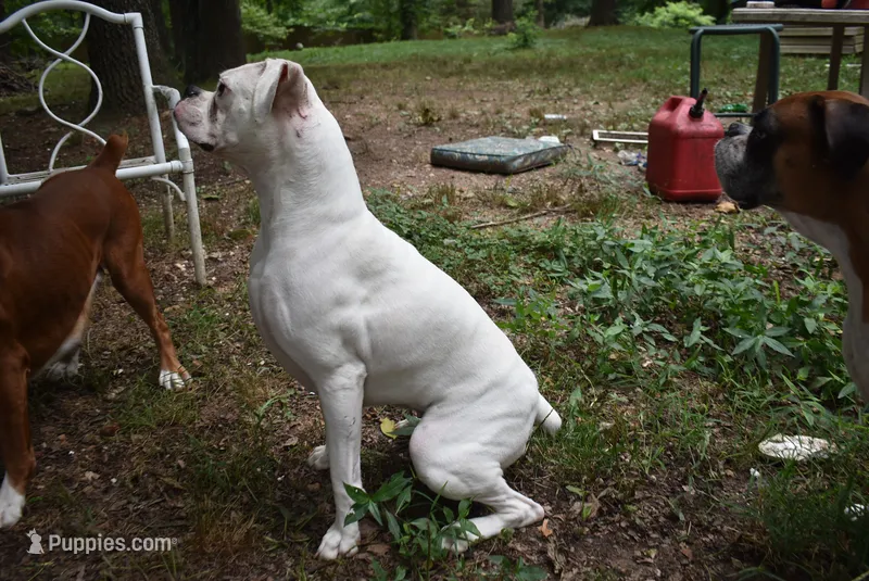 NANA LOO – Boxer puppy for sale in Neosho, MO