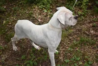 NANNY LULU, a female Boxer for sale in Neosho, MO – 3 of 4