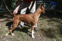 DOTTIE, a female Boxer for sale in Neosho, MO – 5 of 6