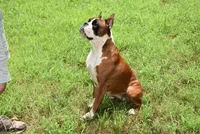 FIDLEY, a male Boxer for sale in Neosho, MO – 5 of 5