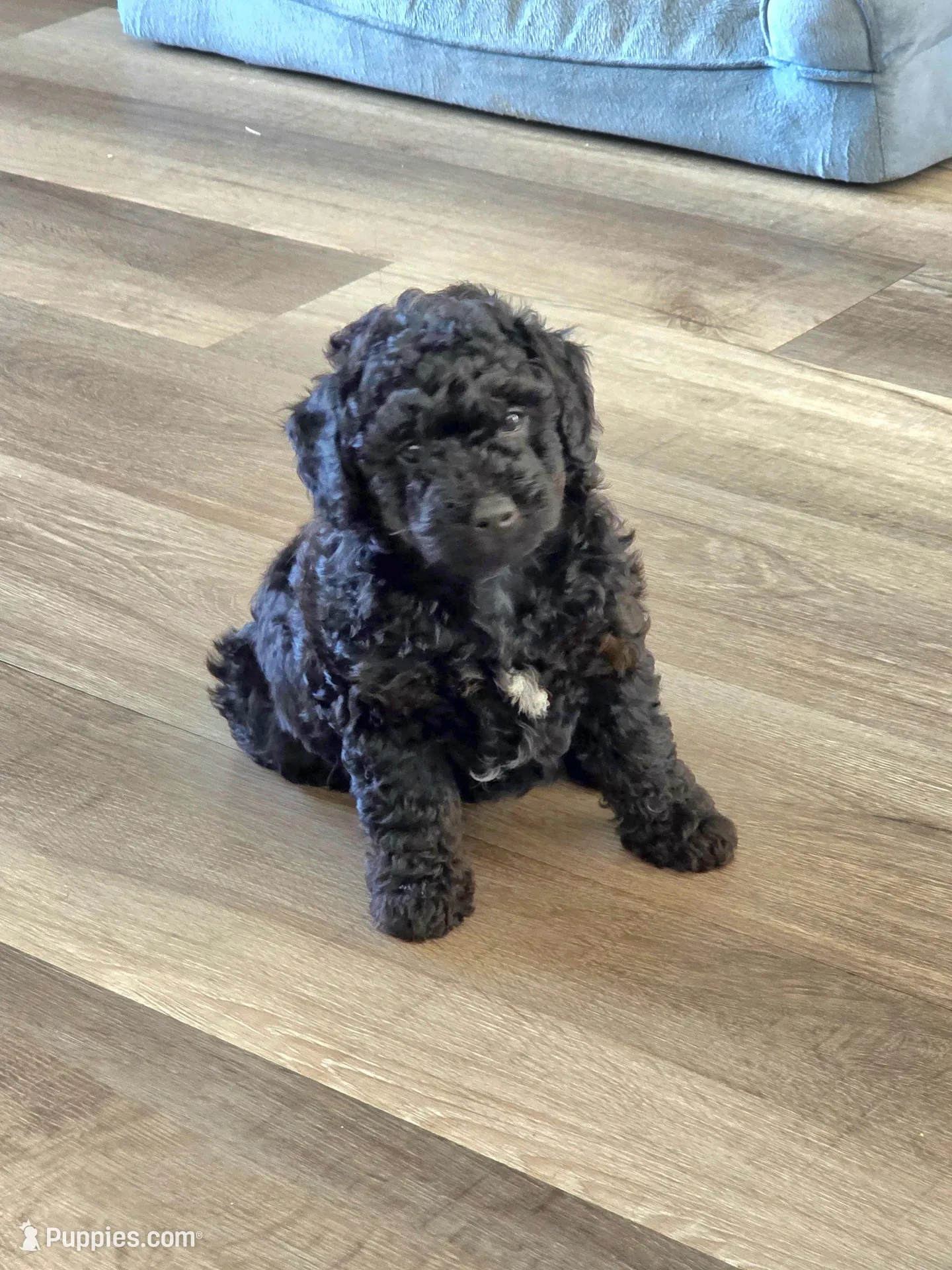 Morty, a female Miniature Goldendoodle for sale in Spring Grove, PA – Photo 3 of 3