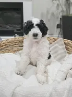 Oreo, a male Miniature Goldendoodle for sale in Spring Grove, PA – Photo 3 of 3