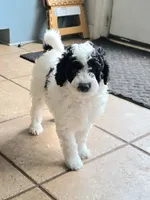 Oreo, a male Miniature Goldendoodle for sale in Spring Grove, PA – Photo 2 of 3