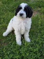 Oreo, a male Miniature Goldendoodle for sale in Spring Grove, PA – Photo 1 of 3
