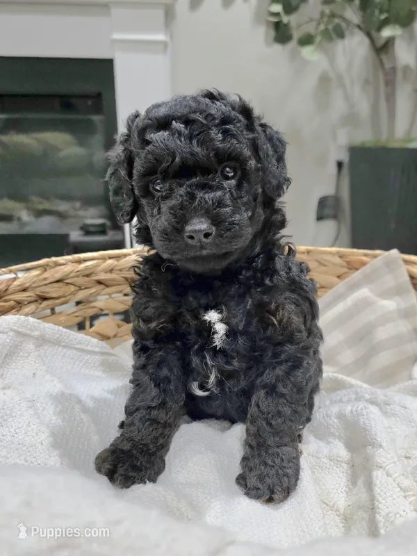 Morty – Miniature Goldendoodle puppy for sale in Spring Grove, PA